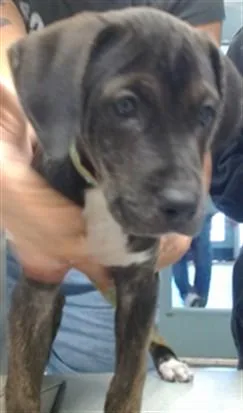A baby small-sized female Pit Bull Terrier dog named Luna for adoption in Oklahoma City, OK