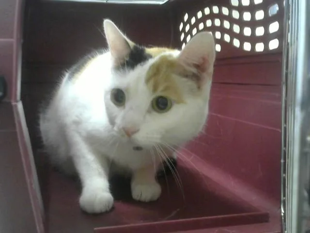 Juliette