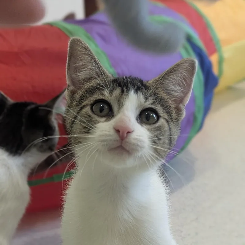 A baby small-sized female Tabby (Brown / Chocolate) Domestic Short Hair cat named Arabella for adoption in Fenton, MI