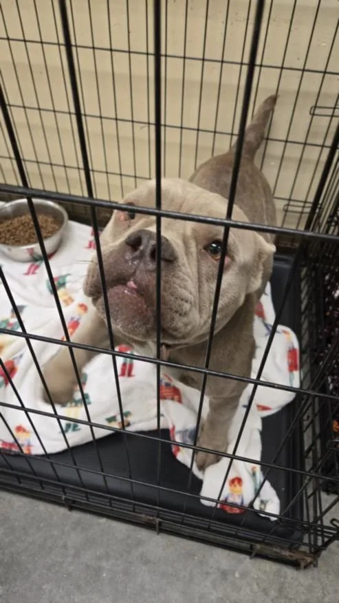 An adult medium-sized female American Bulldog dog named Birtha for adoption in Texas City, TX