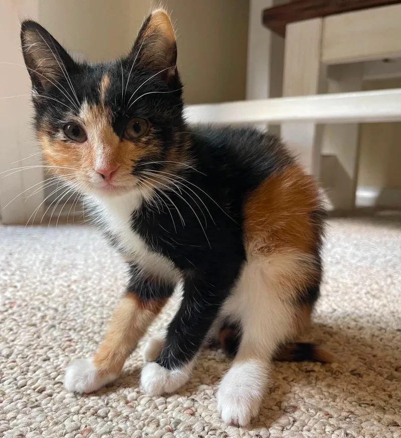 A baby small-sized male Domestic Short Hair cat named Jasmine for adoption in Newnan, GA