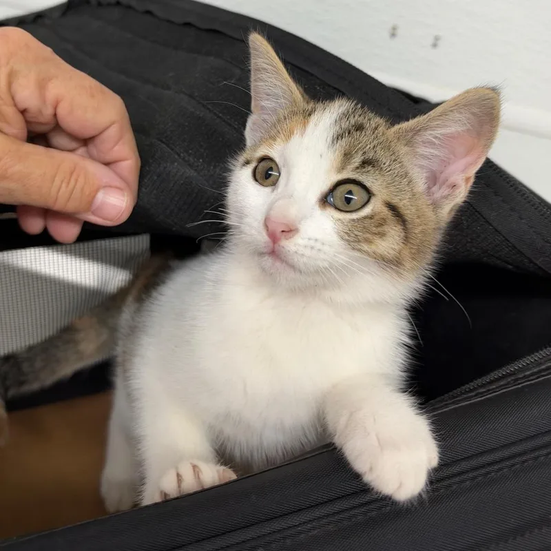 A baby small-sized female Brown / Chocolate Domestic Short Hair cat named Ruby for adoption in Point Richmond, CA