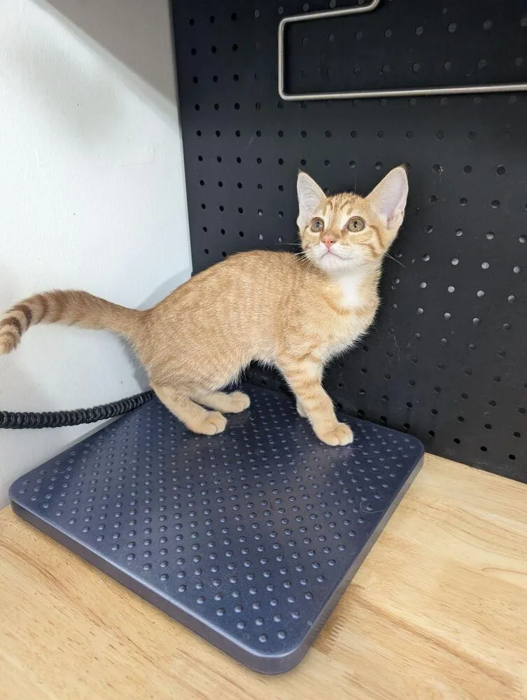 A baby small-sized female Tabby (Orange / Red) Domestic Short Hair cat named Marsha for adoption in Anoka, MN