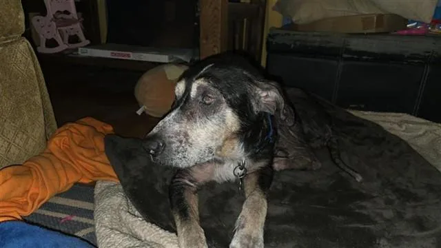 A senior medium-sized male German Shepherd Dog dog named Charlie for adoption in Houston, TX