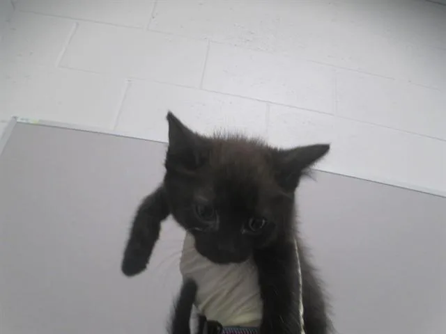 A baby small-sized female Domestic Short Hair cat named Blinky for adoption in Ocala, FL