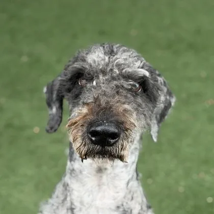 An adult small-sized male Gray / Blue / Silver Standard Poodle dog named Astro for adoption in Sacramento, CA