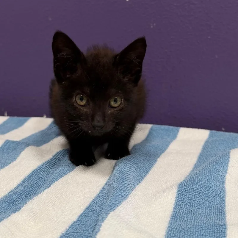 A baby small-sized female Black Domestic Short Hair cat named Seal for adoption in Englewood, FL