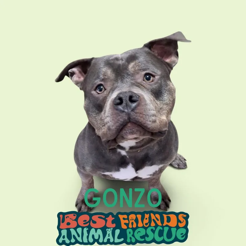 An adult small-sized male Pit Bull Terrier dog named Gonzo for adoption in Wasilla, AK