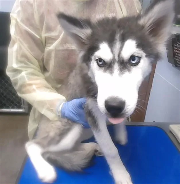 A baby large-sized female Siberian Husky dog named Tulip for adoption in Phoenix, AZ
