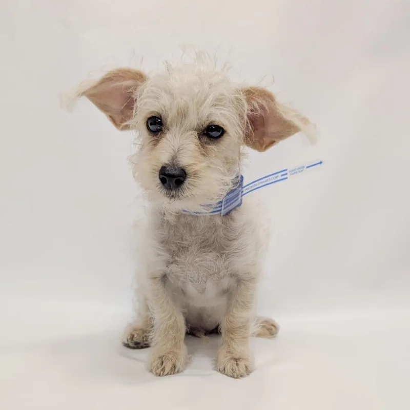 A baby small-sized male Miniature Poodle dog named Jett for adoption in Parker, CO