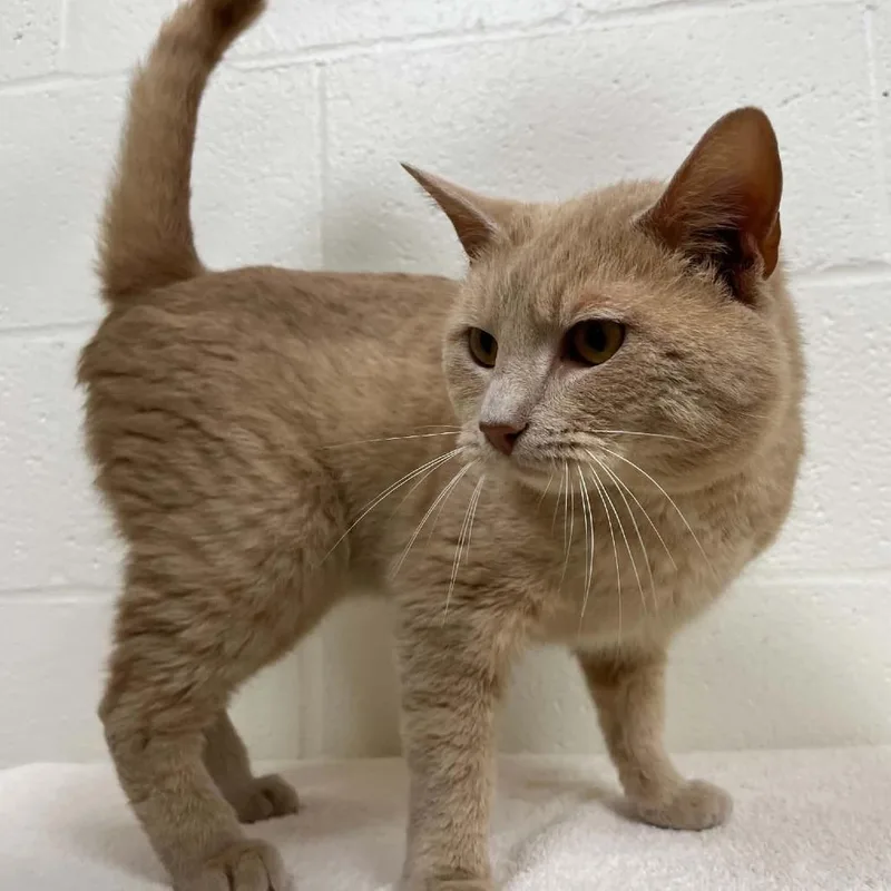 An adult medium-sized male Buff / Tan / Fawn Domestic Short Hair cat named Muskrat for adoption in Lyndhurst, VA