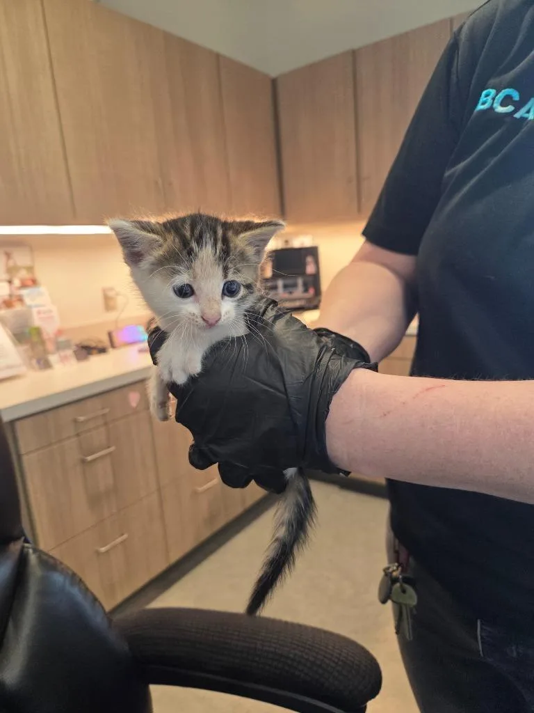 A baby small-sized female Domestic Short Hair cat named Gretchen for adoption in Bossier City, LA
