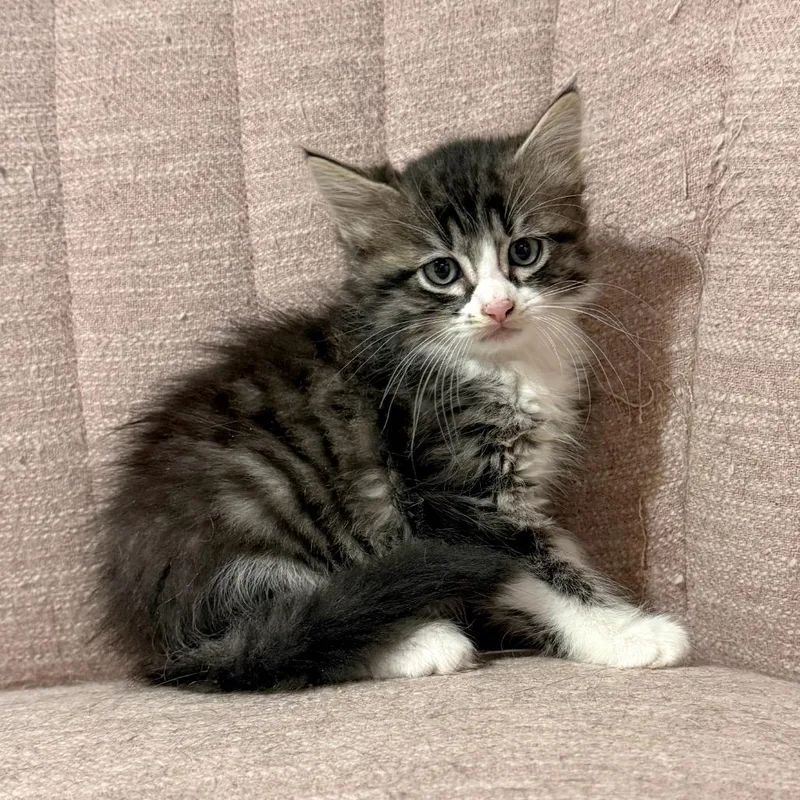 A baby medium-sized female Tabby (Gray / Blue / Silver) Domestic Long Hair cat named Puck for adoption in Houston, TX