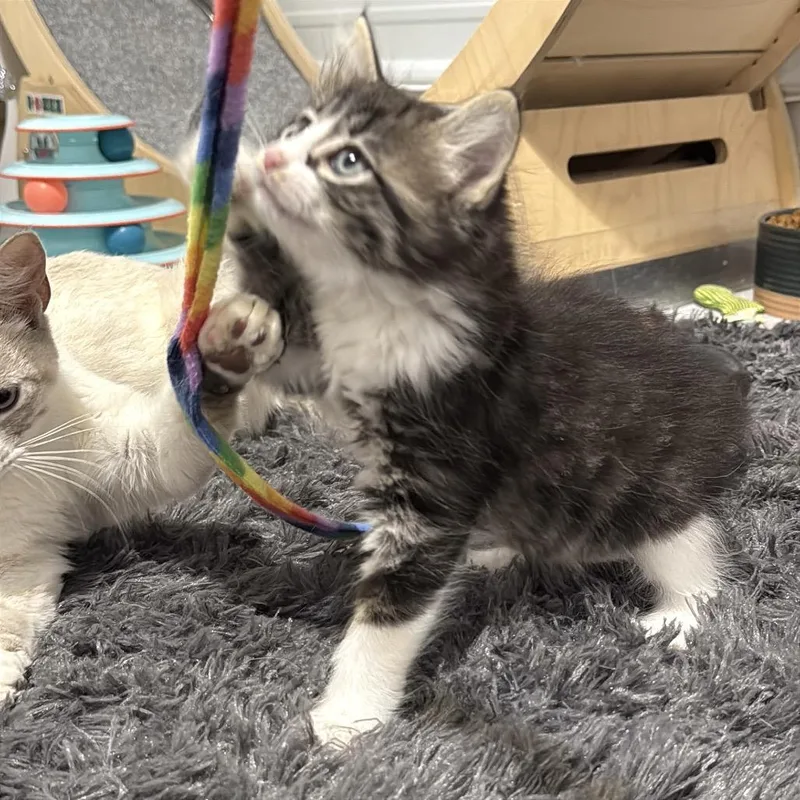 Puck thumbnail 3