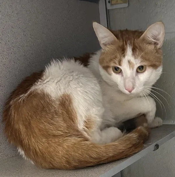 An adult small-sized male Domestic Short Hair cat named PomPomPurin for adoption in Salt Lake City, UT