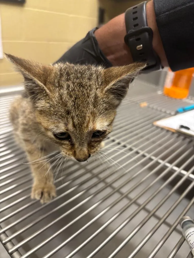 A baby small-sized female American Bobtail cat named Fiji for adoption in Douglasville, GA