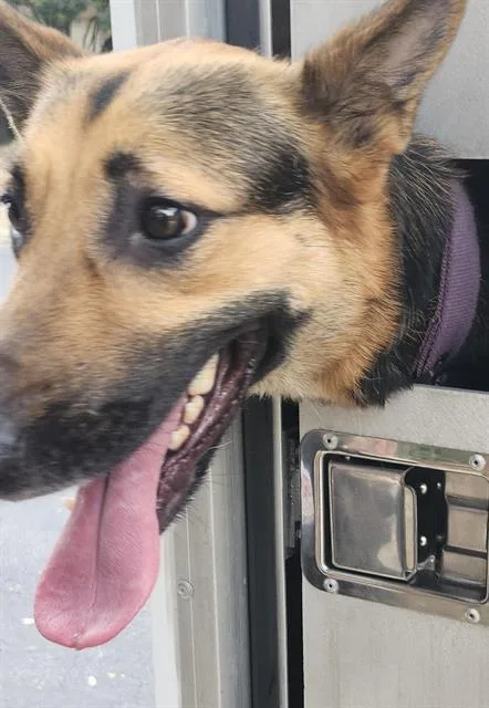 A young large-sized female German Shepherd Dog dog named Nala for adoption in San Antonio, TX