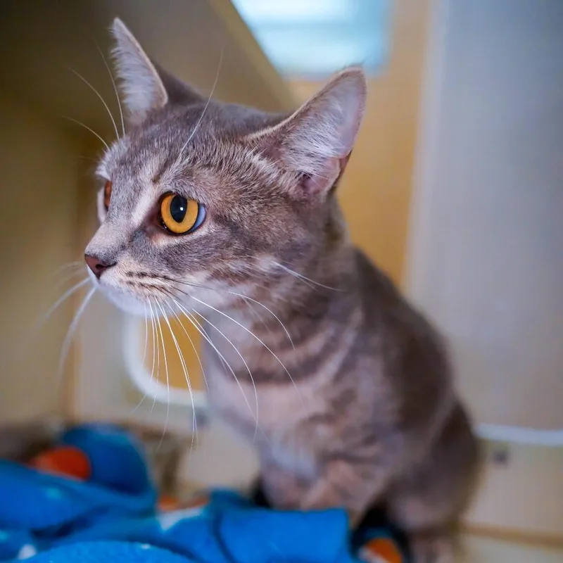 An adult medium-sized female Gray / Blue / Silver Domestic Short Hair cat named Rica for adoption in Thomaston, ME