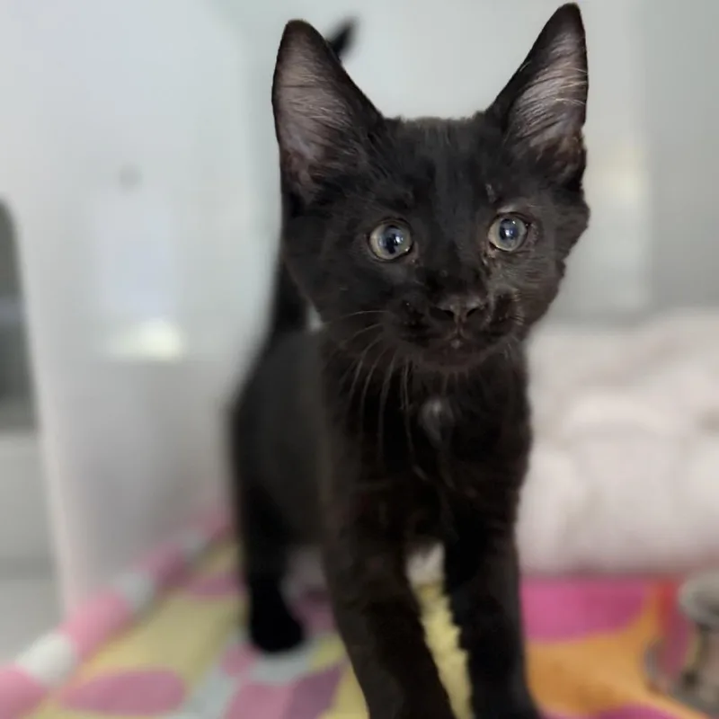 A baby small-sized male Black Domestic Short Hair cat named Frisky for adoption in Ridgely, MD