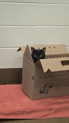 A young medium-sized male Black Domestic Short Hair cat named Hero for adoption in Wichita, KS