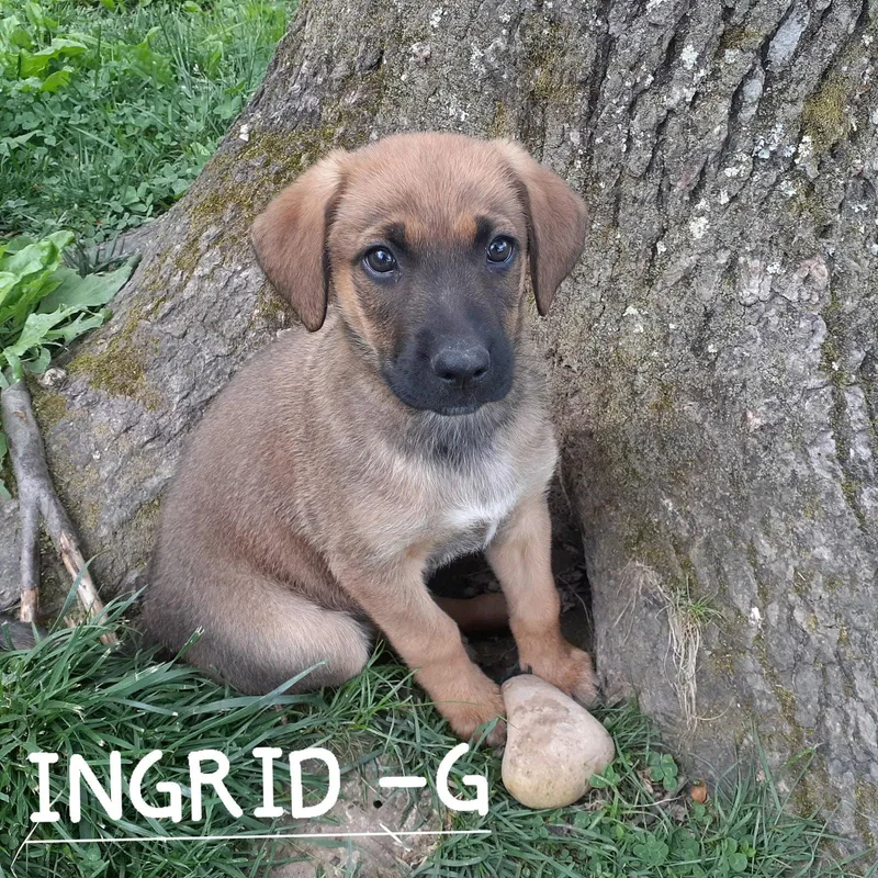 Ingrid