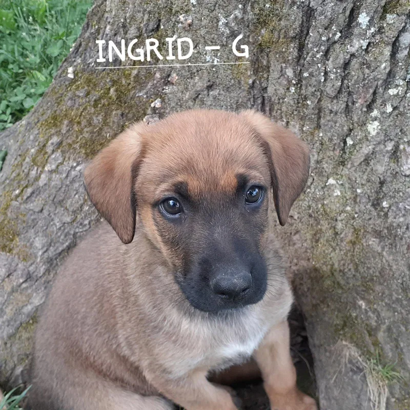 Ingrid thumbnail 2