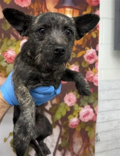 A young small-sized male Terrier dog named Stuart for adoption in San Bernardino, CA