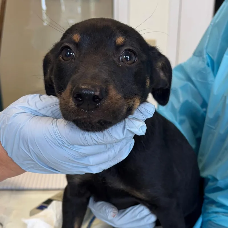 A baby small-sized male Black Terrier dog named Chips for adoption in Nashville, TN