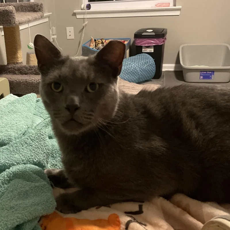 An adult large-sized male Gray / Blue / Silver Domestic Short Hair cat named Teddy for adoption in Sewell, NJ