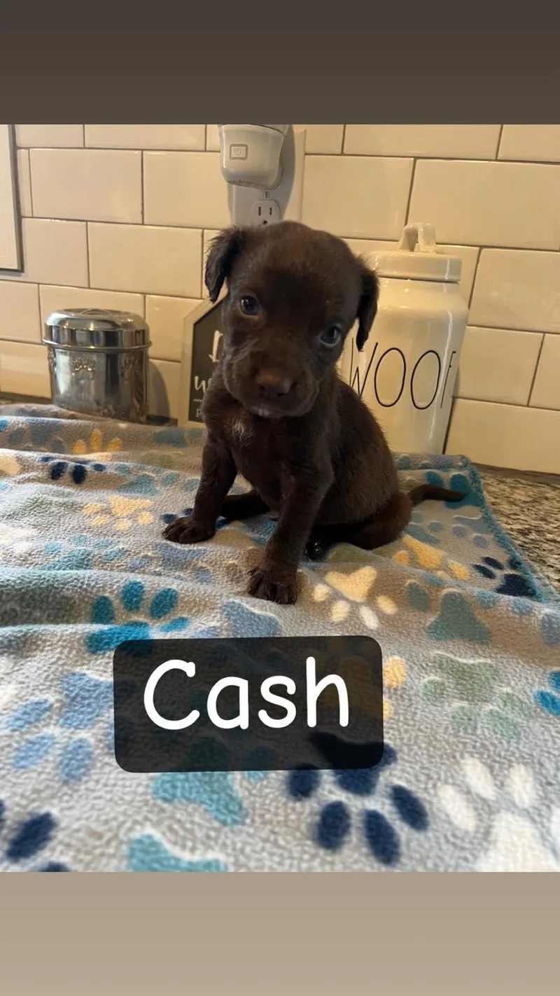 Cash