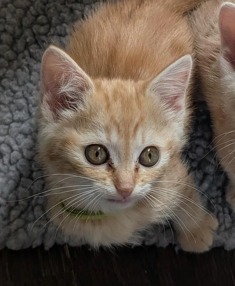 Sherbert