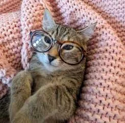 A baby medium-sized female Tabby cat named Ms Socks for adoption in Franklin, TN