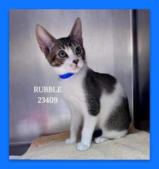 A young small-sized male Gray & White Domestic Short Hair cat named Rubble for adoption in Marietta, GA