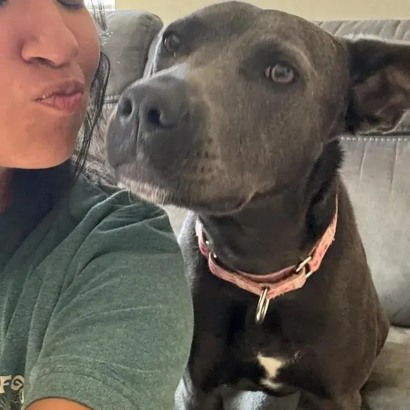 An adult large-sized female Gray / Blue / Silver Pit Bull Terrier dog named Dory for adoption in Polk, OH