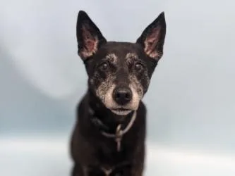 A senior large-sized male Australian Cattle Dog / Blue Heeler dog named Bear for adoption in Golden Valley, MN