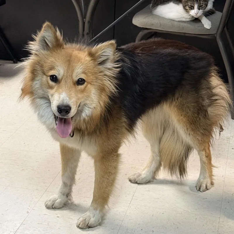 An adult medium-sized female Black Collie dog named Nora D for adoption in Corsicana, TX