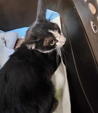 An adult small-sized male Domestic Short Hair cat named Footsies for adoption in Los Angeles, CA