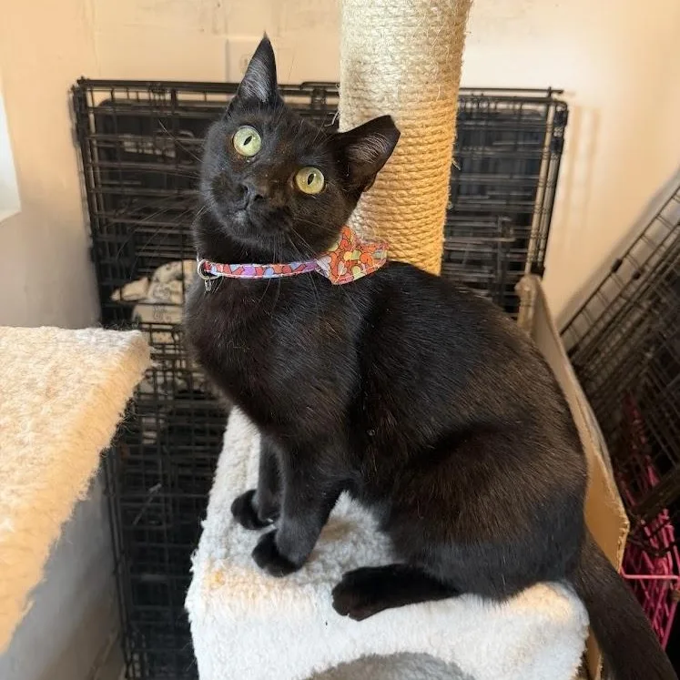 An adult medium-sized male Black Bombay cat named Loki for adoption in Miami, FL
