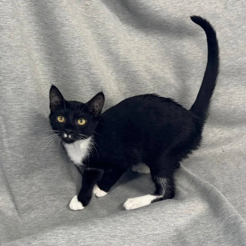A baby small-sized female Black Domestic Short Hair cat named Hortie for adoption in Newberg, OR