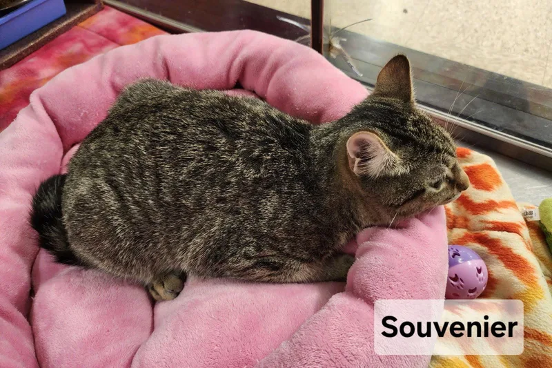 A baby medium-sized male Domestic Short Hair cat named Souvenier for adoption in Forest, VA