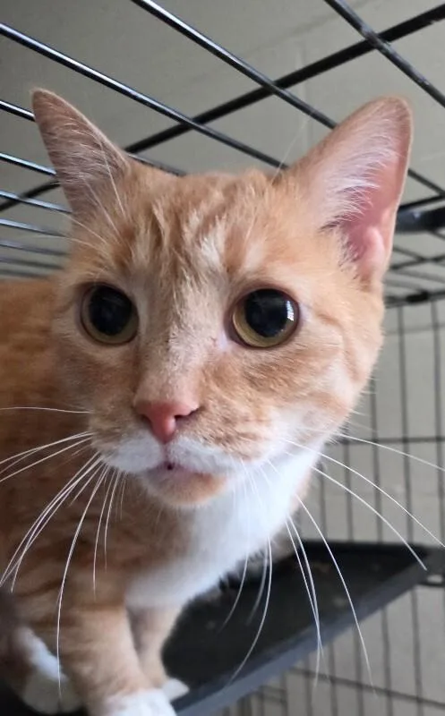 An adult medium-sized female Orange / Red Domestic Short Hair cat named Mary M for adoption in MOUNT AIRY, NC