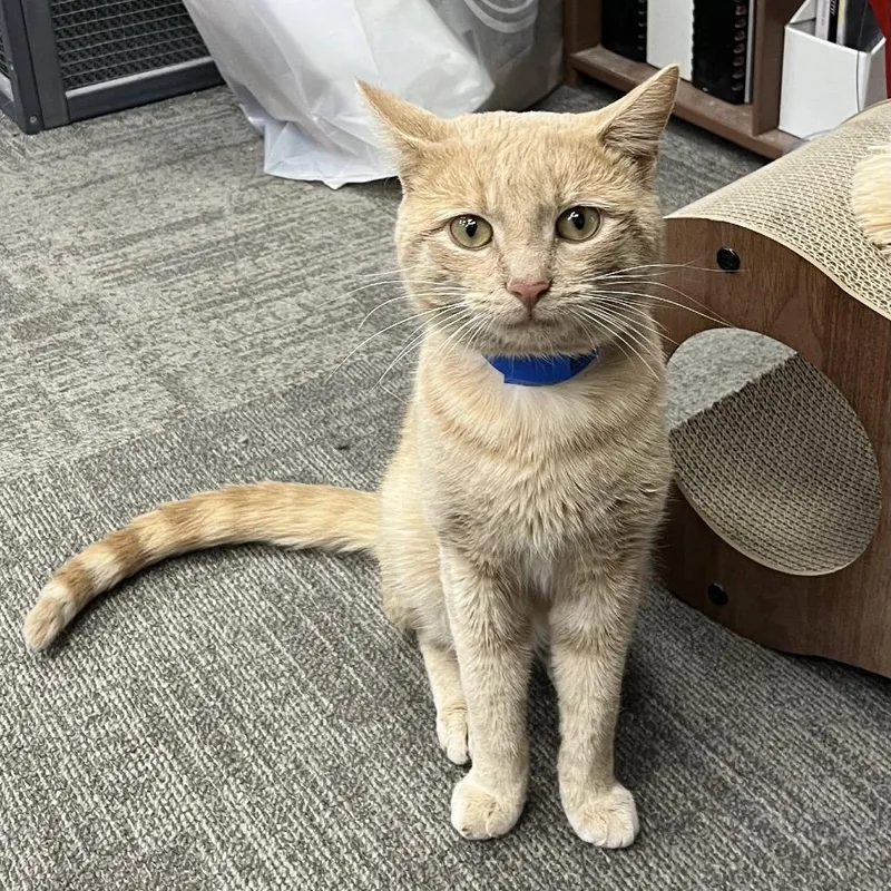 An adult medium-sized male Buff / Tan / Fawn Domestic Short Hair cat named Georgie for adoption in Hamburg, NY