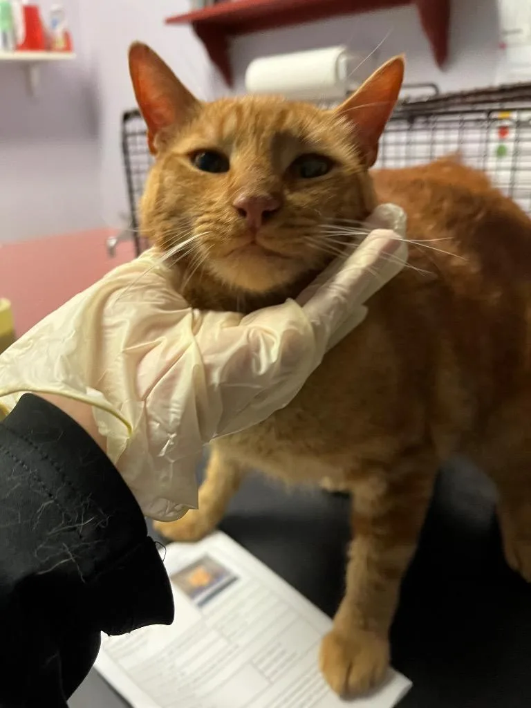 A young extra large-sized male Domestic Short Hair cat named Julius for adoption in New Braunfels, TX