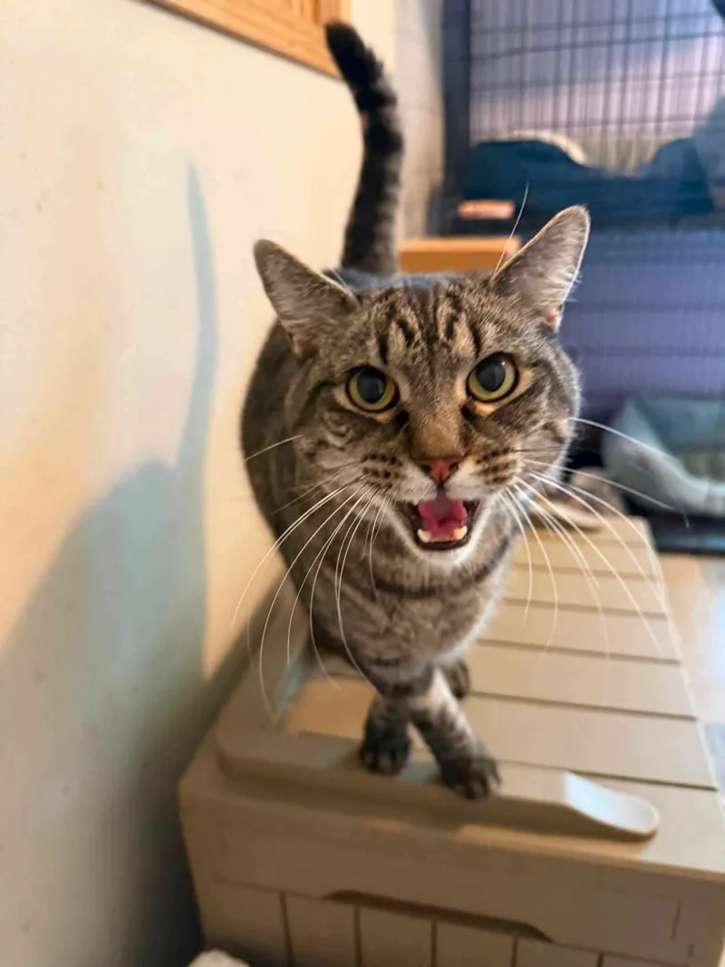 An adult large-sized male Tabby (Gray / Blue / Silver) Domestic Short Hair cat named Polka for adoption in Sioux City, IA