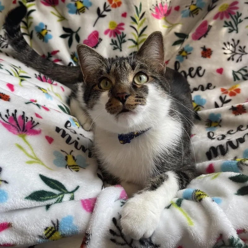 A young large-sized male Black Domestic Short Hair cat named Paul Bunyan for adoption in Chaska, MN