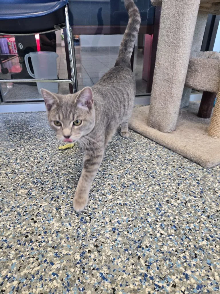 A baby small-sized male Domestic Short Hair cat named Dippy for adoption in Angola, IN