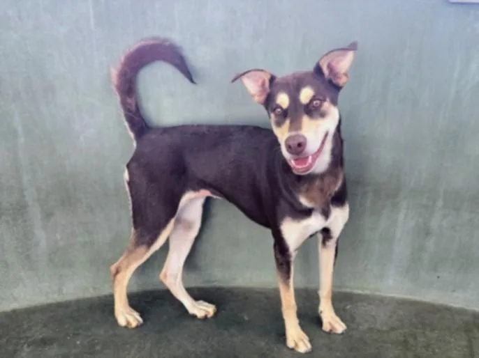 An adult large-sized female Australian Kelpie dog named Carmella for adoption in Van Nuys, CA