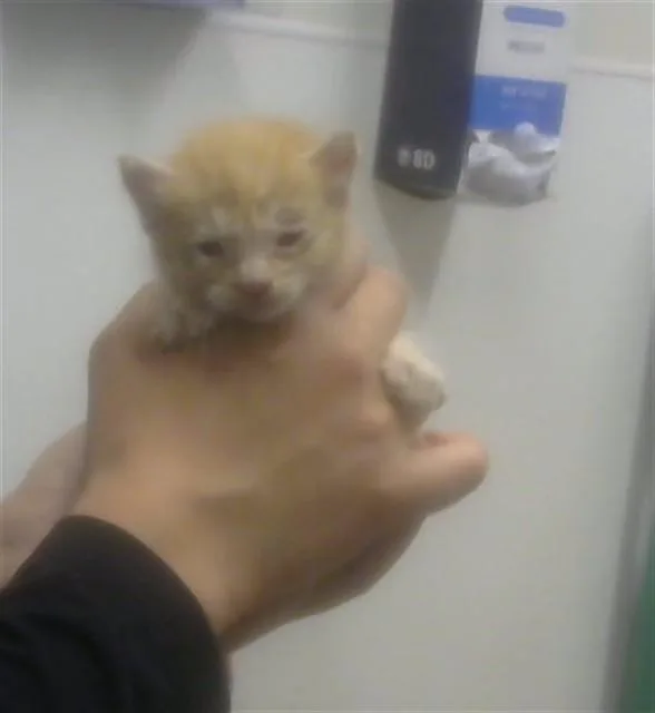 A baby small-sized male Domestic Short Hair cat named Crush for adoption in Albuquerque, NM