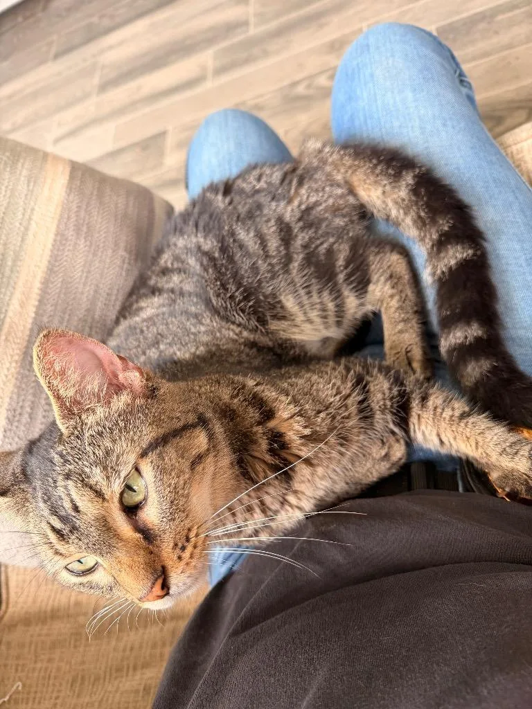 An adult large-sized female Domestic Short Hair cat named Myrtle for adoption in Nashville, GA