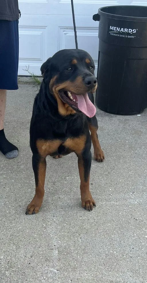 Yogi